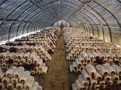 Компания «Яньшун Экологические Технологии» ООО